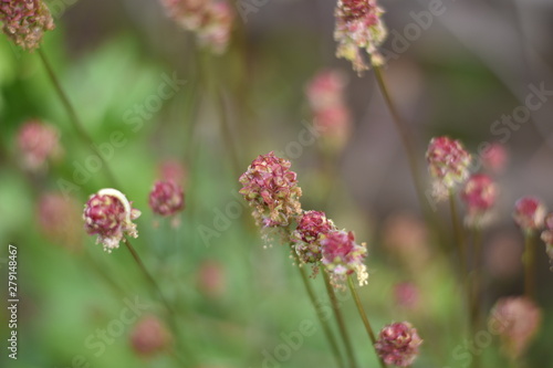 Blühende Pimpernelle (Sanguisorba minor)  photo