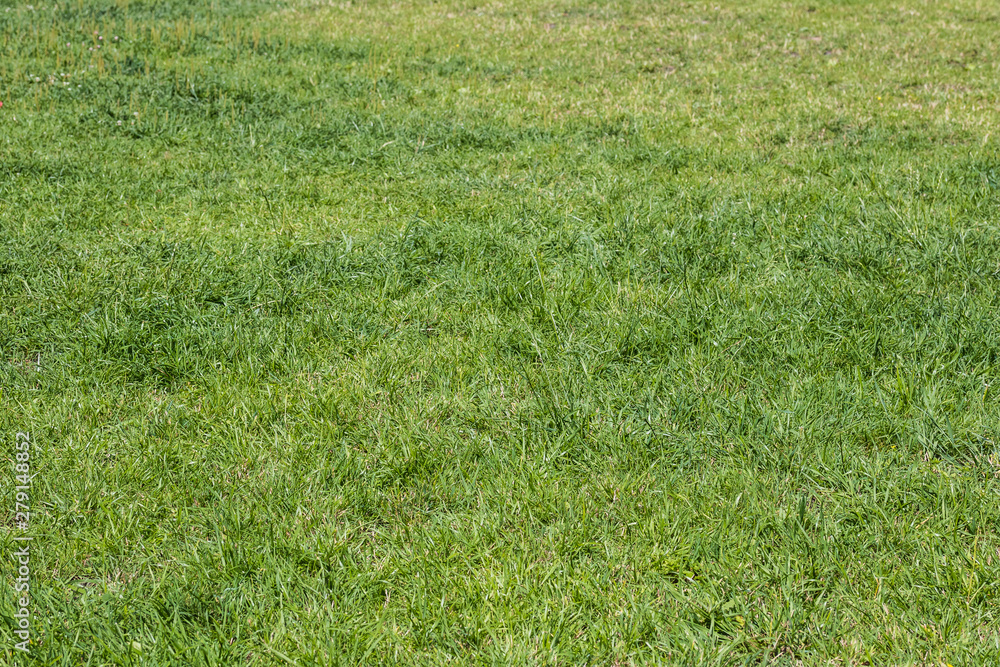 Green sunny grass texture background Green sunny grass texture background