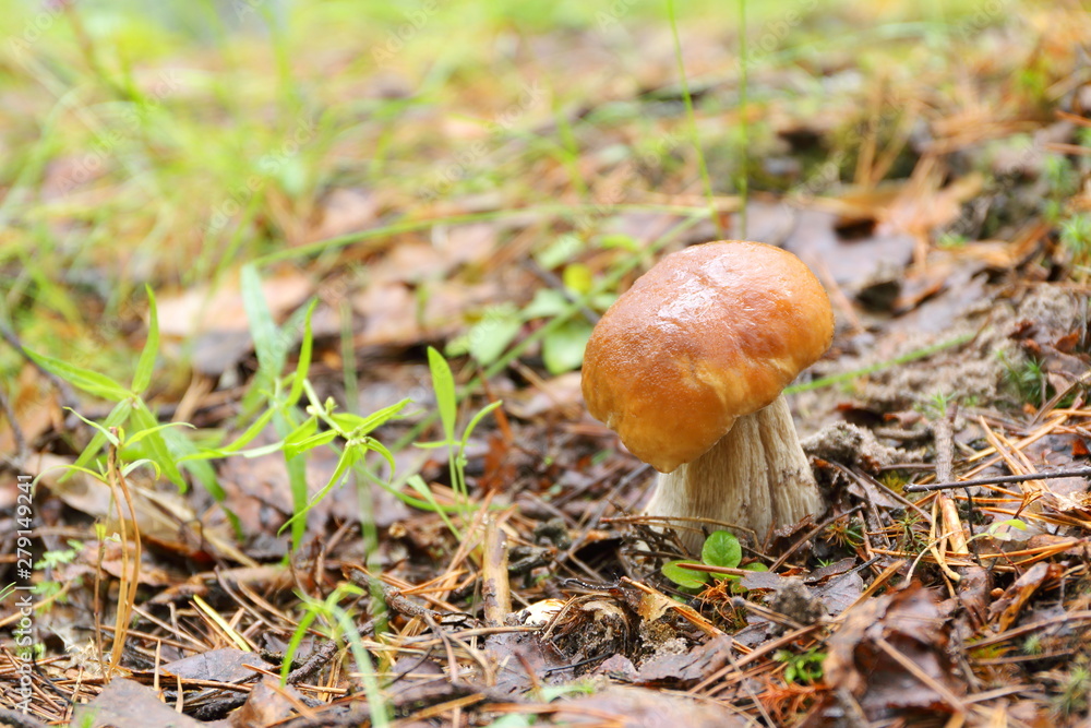 A lone ceps mushroom in the forest. A lone ceps mushroom in the forest.