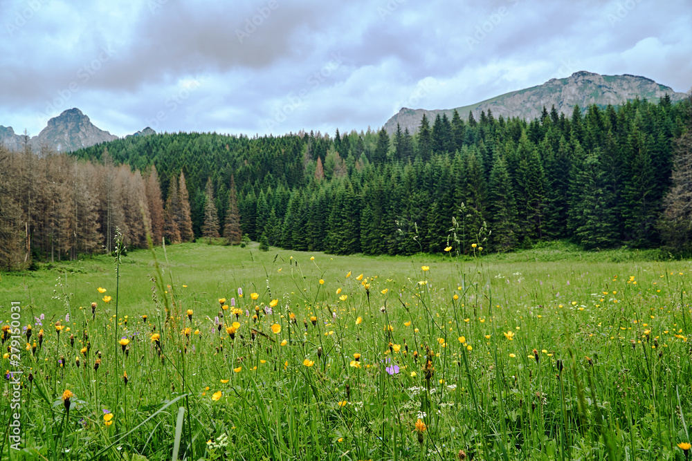 Colorful flowers blooming on a spring meadow in the mountains Tatra in Poland..