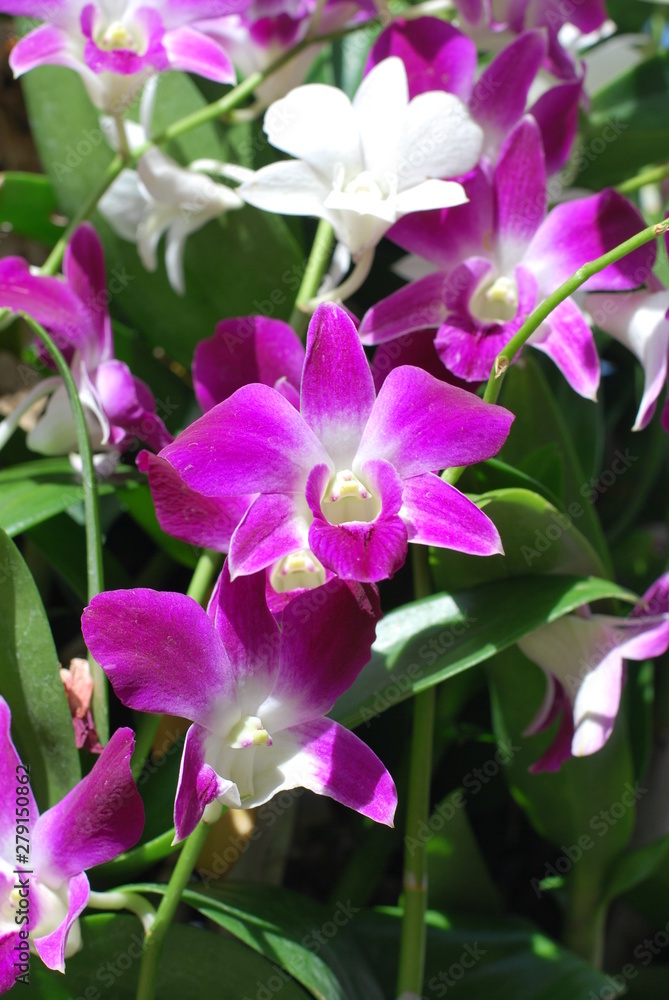 Thai's Orchid