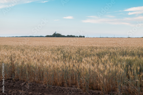 A field with ears of wheat.