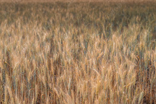 Ears of wheat on the field.