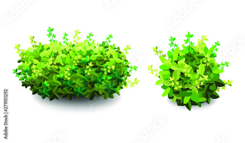 Garden bush. Green garden vegetation bushes icon. Ornamental plant shrub for decorate landscape park, a garden or a green fence. Thick thickets of shrubs. Foliage for spring and summer card design.