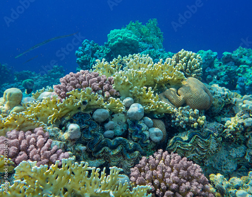 coral reef with giant clam - Tridacna gigas on the bottom of tropical sea  between corals