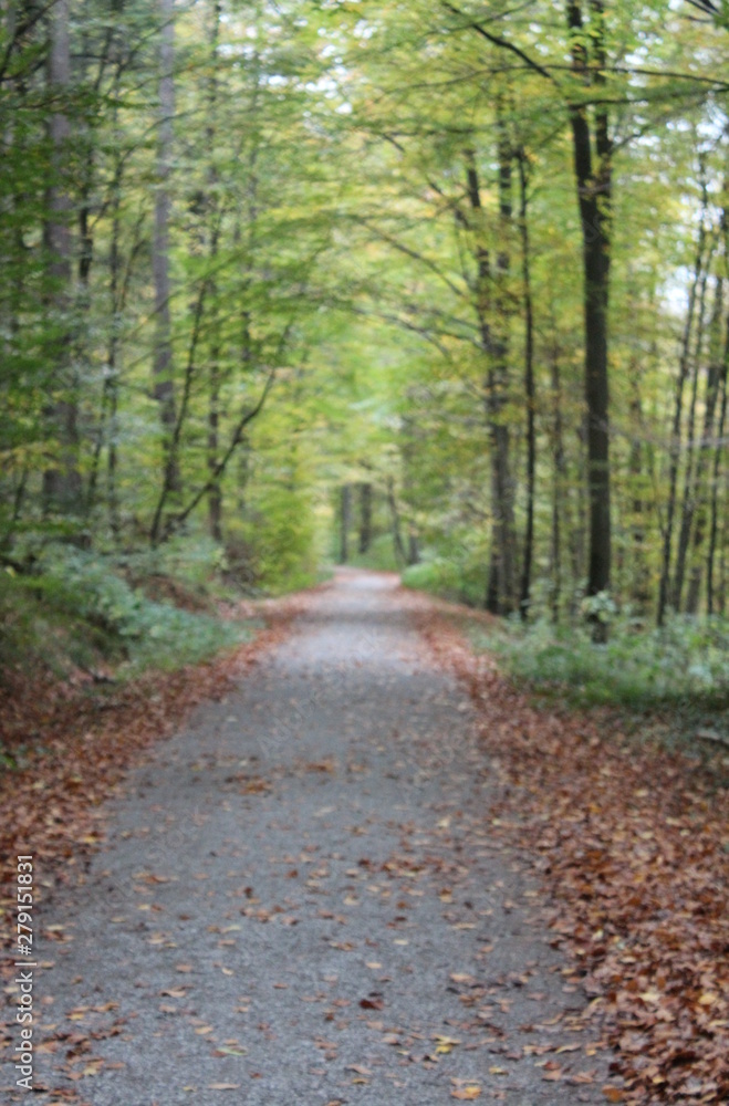 Fototapeta premium A walk through autumn colors