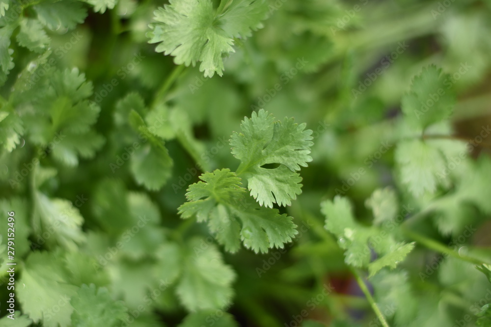 Echter Koriander (Coriandrum sativum) Echter Koriander (Coriandrum sativum)