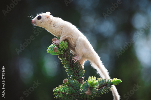 White leucistic sugar glider on branch in garden