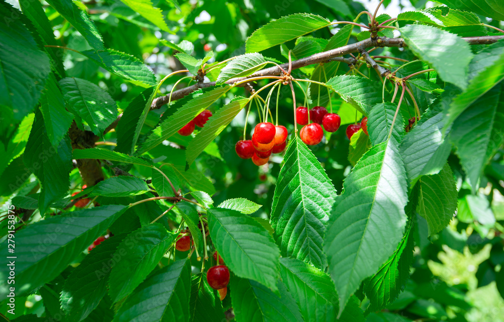 red sweet cherry fruit on a branch on green leaves background