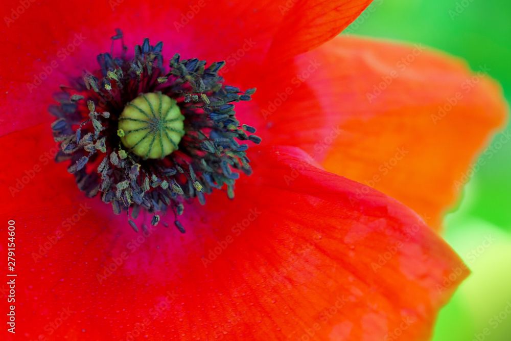 Abstract red poppy flower isolated on green background .