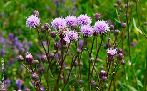 purple flowers in the field