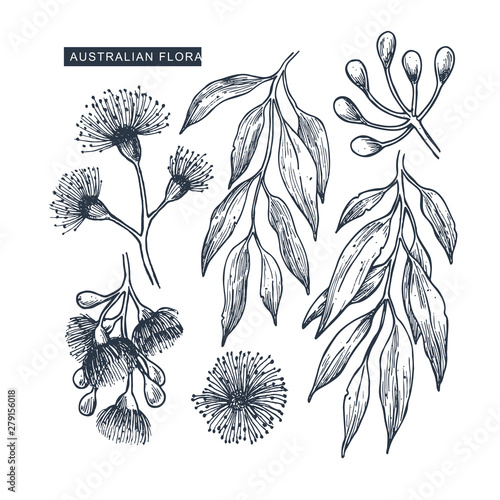Australian flowers collection. Eucalyptus florals. Botanical illustration. Vector illustration