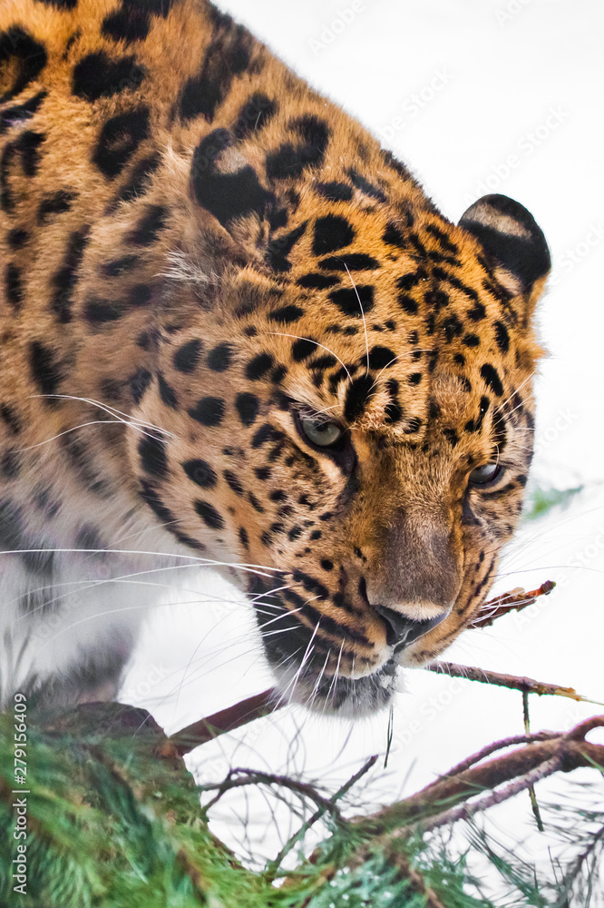 Fototapeta premium Nibbles a branch of a tree.Christmas leopard. Far Eastern leopard close-up of a bright red beast