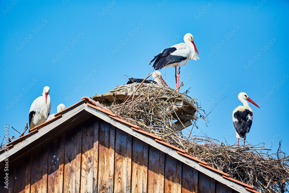 Stork nests with storks on a roof Stock Photo | Adobe Stock