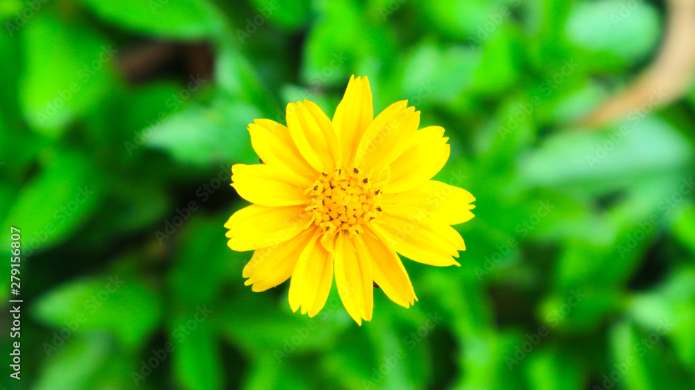 yellow cosmos or Cosmos sulphureus, sulfur cosmos yellow cosmos or Cosmos sulphureus, sulfur cosmos