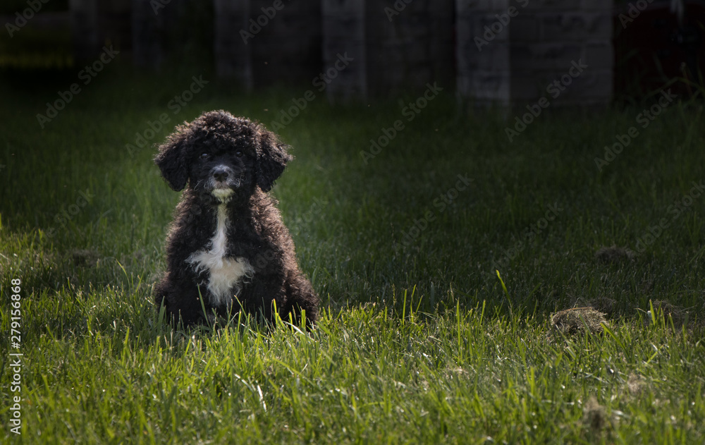 Fototapeta premium Puppy on grass