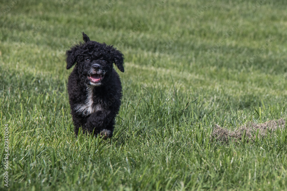 Fototapeta premium Portuguese Water Dog puppy running in the grass