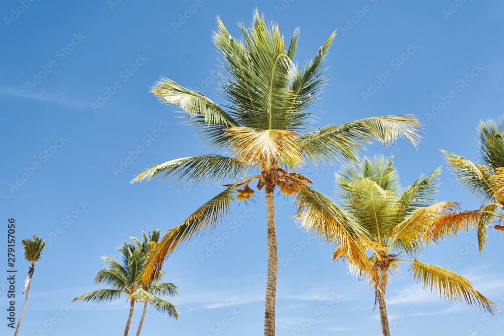 Fototapeta premium palm tree and blue sky