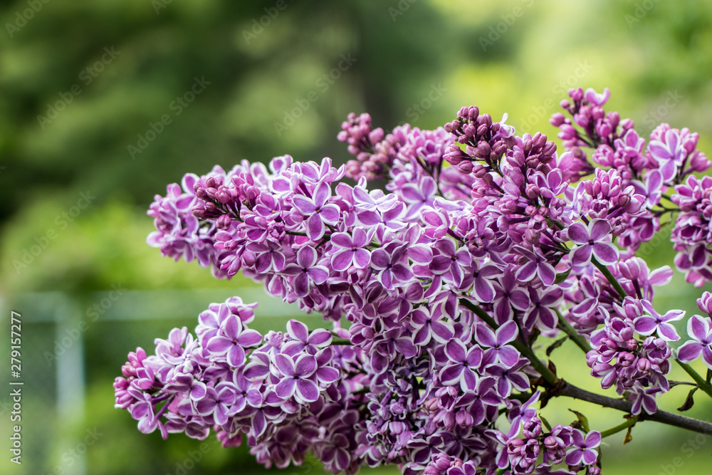 purple Lilac flowers in the garden purple Lilac flowers in the garden