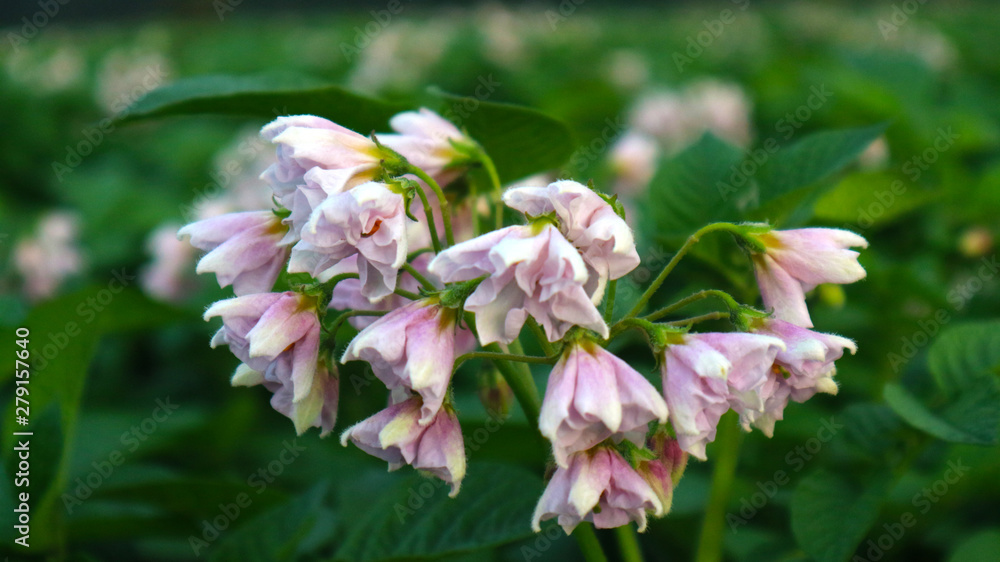 Obraz premium the potato flowers are white, blurred background the garden of the natural growing conditions At Phop Phra District, Tak Province, Thailand is the source of potato planting for export.