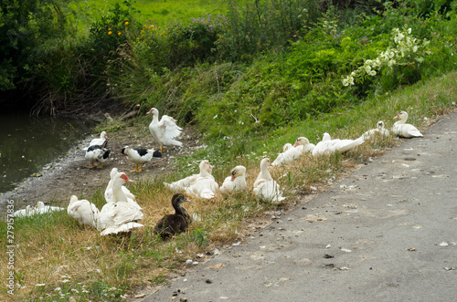 Kaczki domowe nad stawem