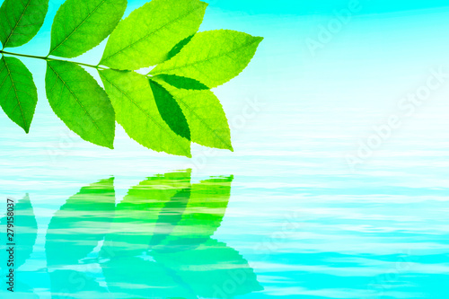 fresh green leaves above water reflected in water, copy spaсe