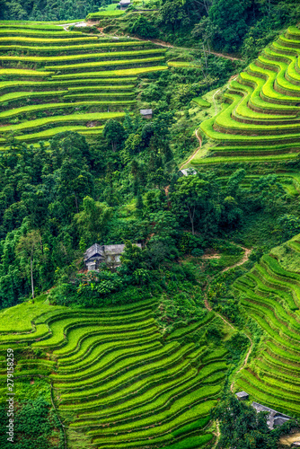 Beautiful rice fields on terrace of Hoang Su Phi country, Ha Giang province, North Vietnam. Rice fields prepare the harvest at North Vietnam.