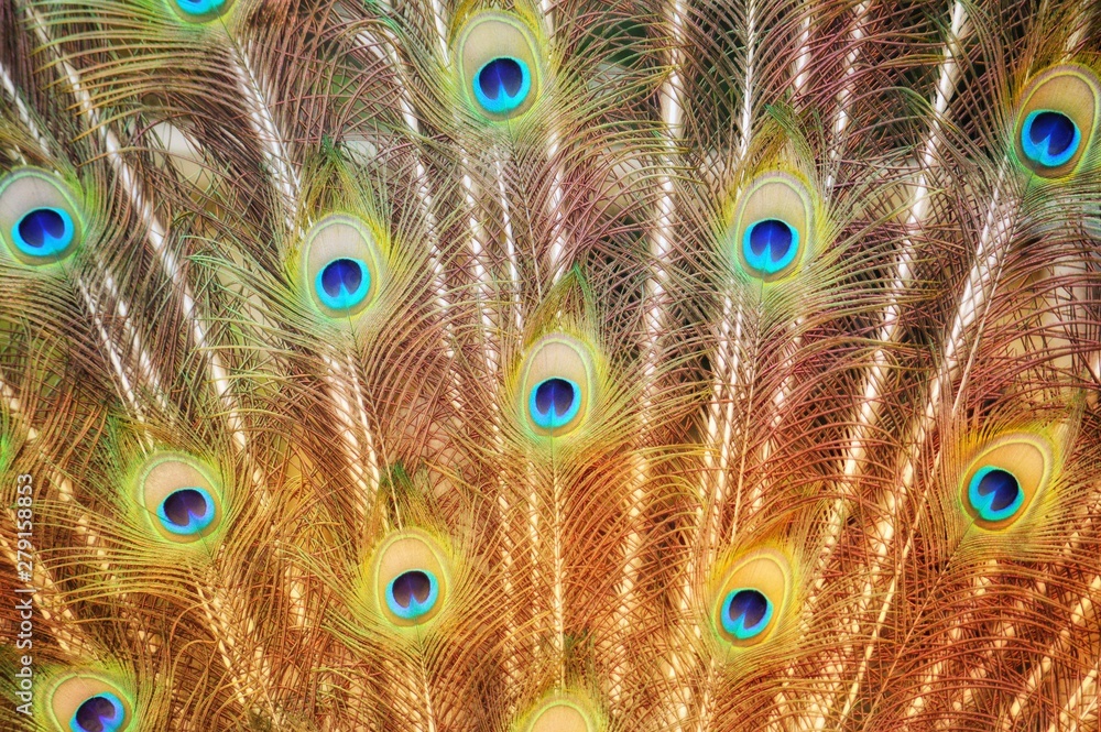 Obraz premium peacock with feathers