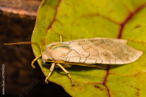 Banded Tussock Moth (Halysidota tessellaris) photo