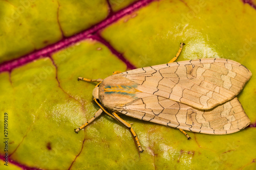 Banded Tussock Moth (Halysidota tessellaris) photo