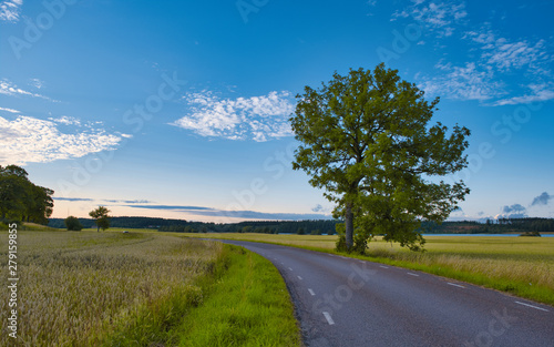 Oak trees stand beside an asphalt road with green fields on the sides and blue sky