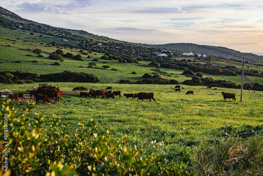 Obraz premium Herd of cattle grazing in a lush green pasture
