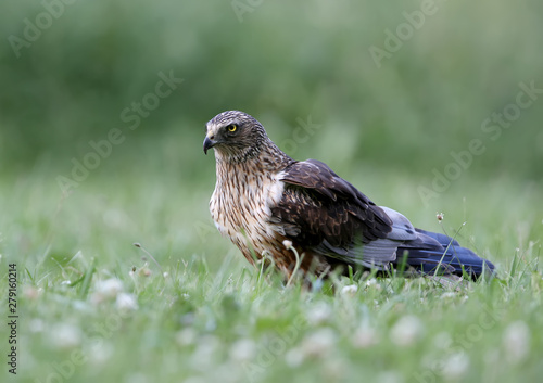 The male The western marsh harrier (Circus aeruginosus) sits on the ground among thick grass. Close-up and detailed photos