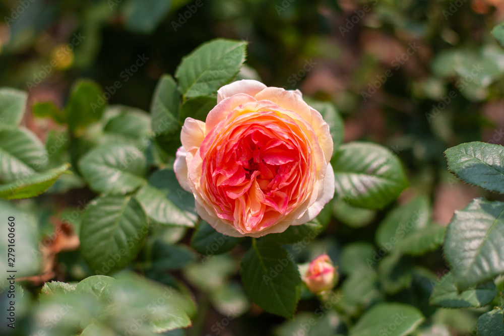 Spring outdoor blooming full bloom rose closeup,Rosa cultivars Floribunda Spring outdoor blooming full bloom rose closeup,Rosa cultivars Floribunda