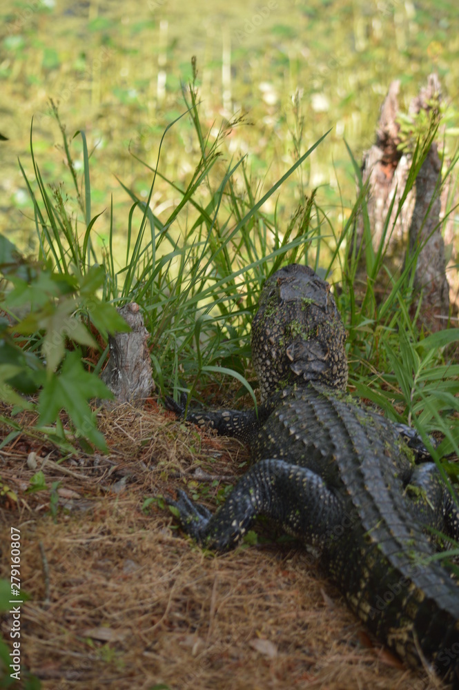 Naklejka premium crocodile in water