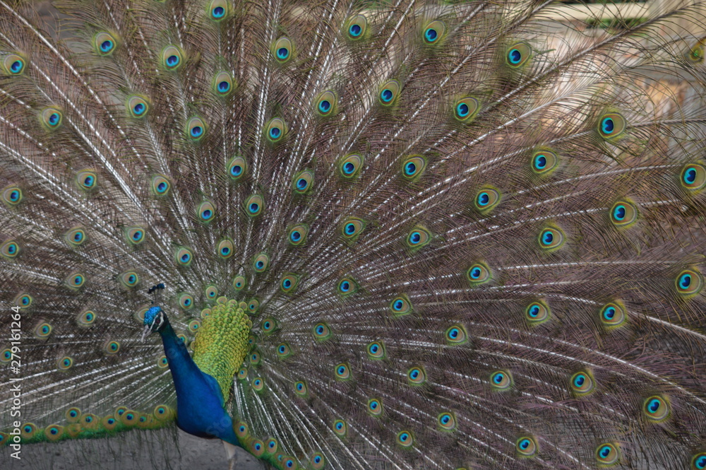 Naklejka premium peacock with feathers out