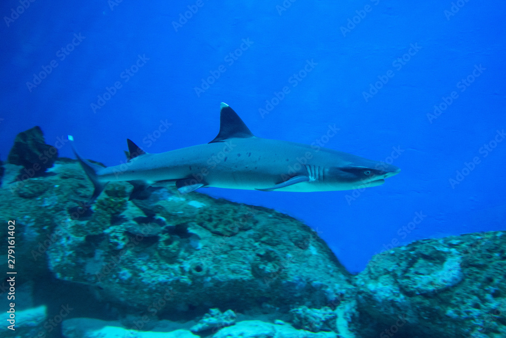 Shark at the bottom of the marine aquarium. Shark at the bottom of the marine aquarium.