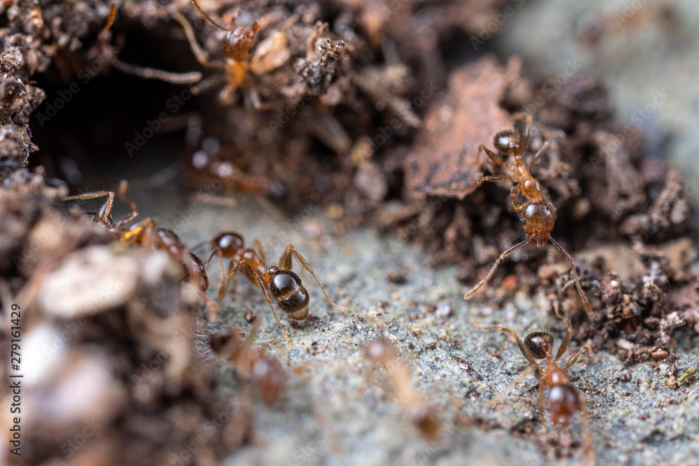 Pheidole megacephala, the invasive coastal brown ant (or, big-headed ant) at thier colony entrance Pheidole megacephala, the invasive coastal brown ant (or, big-headed ant) at thier colony entrance