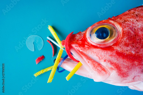 Red fish (Blackbelly Rosefish) on a blue background, eats plastics and microplastics. Concept of pollution in the oceans. photo