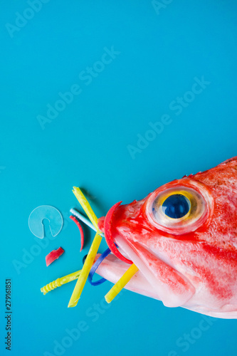 Red fish (Blackbelly Rosefish) on a blue background, eats plastics and microplastics. Concept of pollution in the oceans. photo