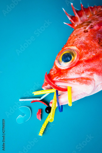 Red fish (Blackbelly Rosefish) on a blue background, eats plastics and microplastics. Concept of pollution in the oceans. photo