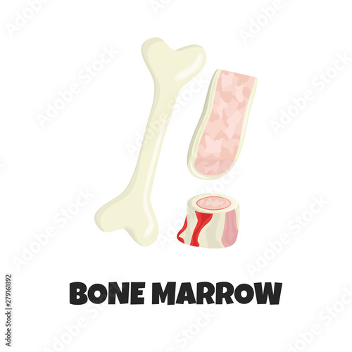 Vector Realistic Illustration of Raw Bone Marrow. Concept Design of Beef Bone Pieces like Ingredient of Nutrition for Carnivore Diet in Flat Style. Meaty Appetizer of Premium Quality 