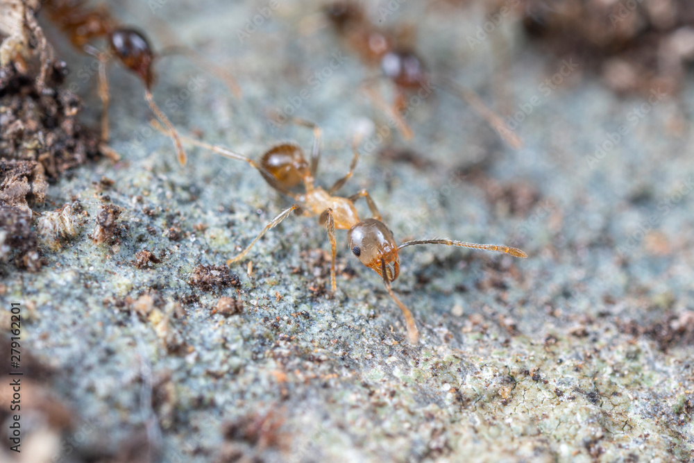 Callow (newly emerged) Pheidole megacephala, the invasive coastal brown ant (or, big-headed ant) on a foraging trail Callow (newly emerged) Pheidole megacephala, the invasive coastal brown ant (or, big-headed ant) on a foraging trail