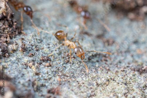 Callow (newly emerged) Pheidole megacephala, the invasive coastal brown ant (or, big-headed ant) on a foraging trail © peter