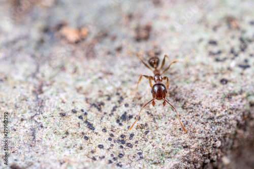 Pheidole megacephala, the invasive coastal brown ant (or, big-headed ant) on a foraging trail © peter