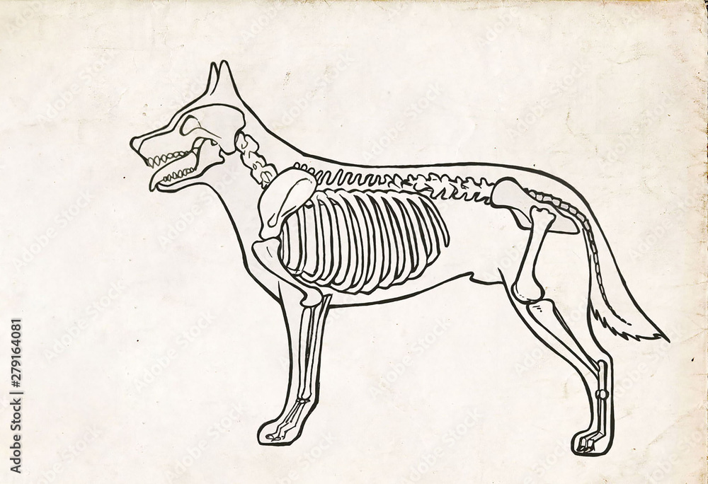 Drawing Of A Dog Anatomy Skeleton With Bones Illustration Stock 1000 F 279164081 OBiYtC4ob3Hruvj67N2J6hpac27del5I
