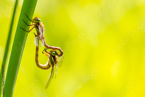 Dragonflies mating (Aeshna isoceles). Dragonflies in Germany.