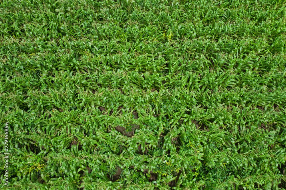 agricultural area flowering green corn fields of farmer aerial top view in Thailand agricultural area flowering green corn fields of farmer aerial top view in Thailand