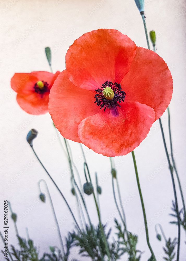Fototapeta premium red poppies on white background
