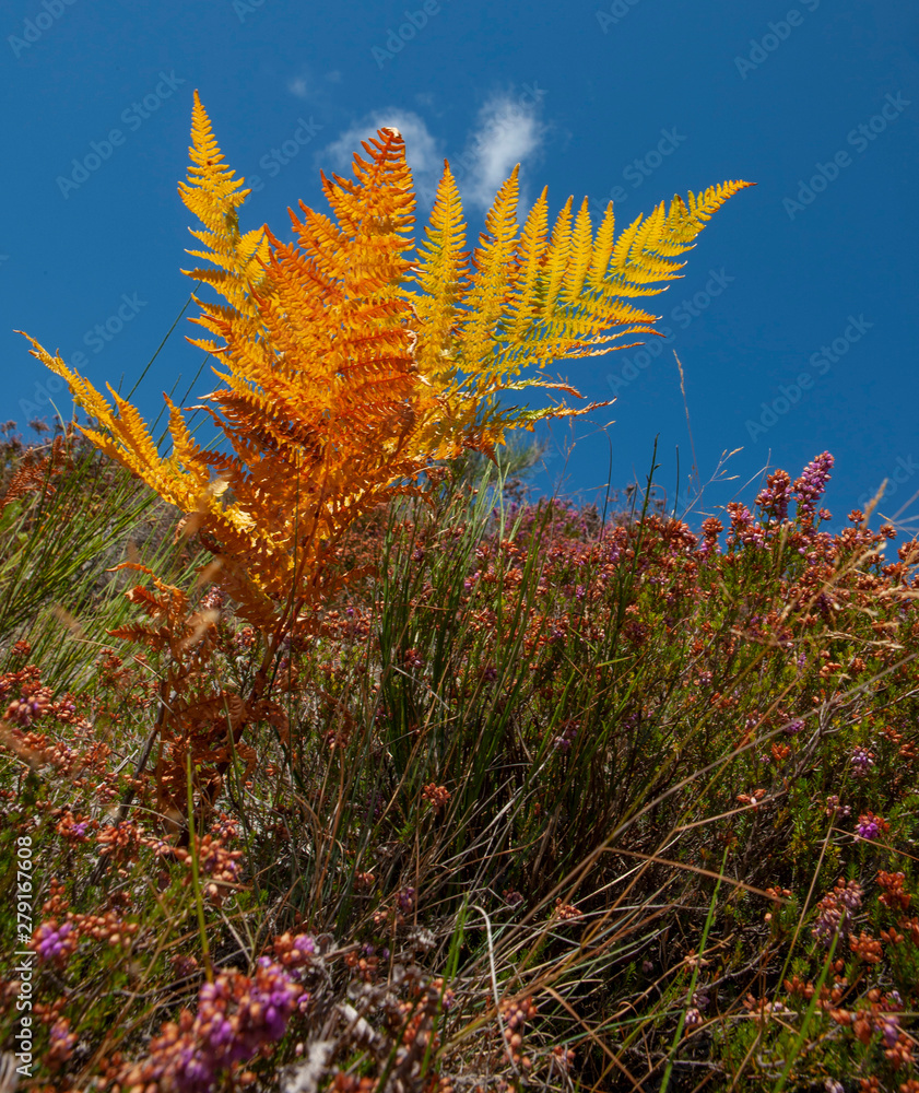 Col de espinouse Languedoc France. Heather and fern.